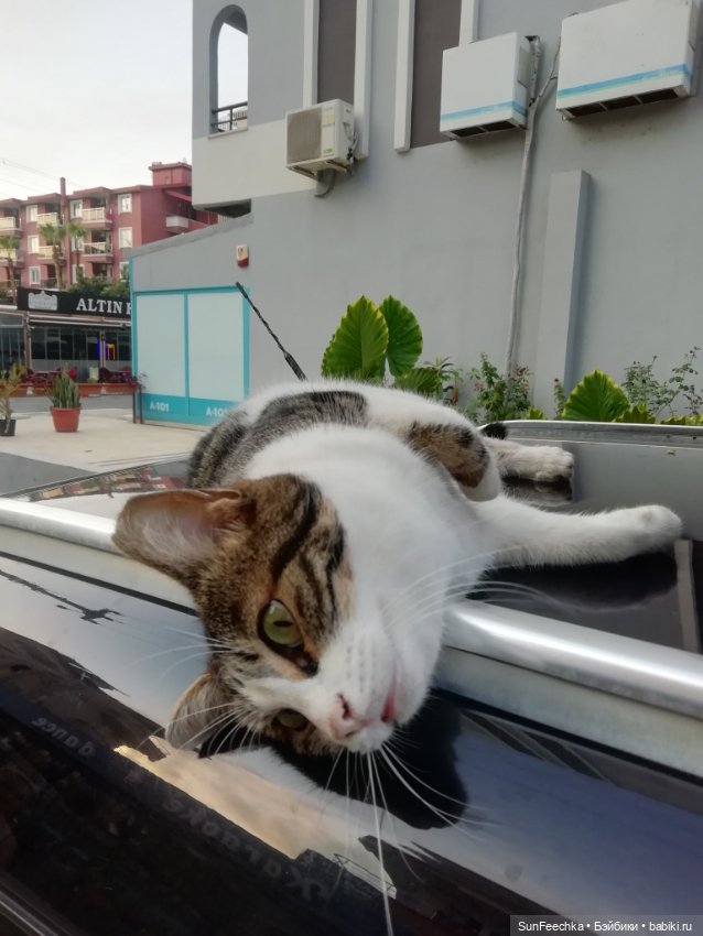 Котиками Алании посвящаю — Туризм и путешествия: фотоотчеты из поездок