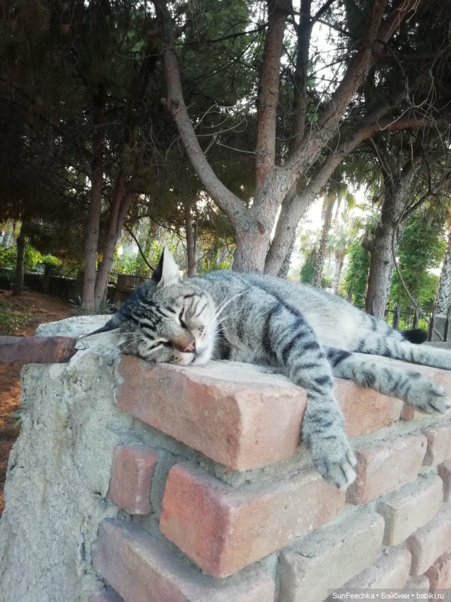 Котиками Алании посвящаю — Туризм и путешествия: фотоотчеты из поездок