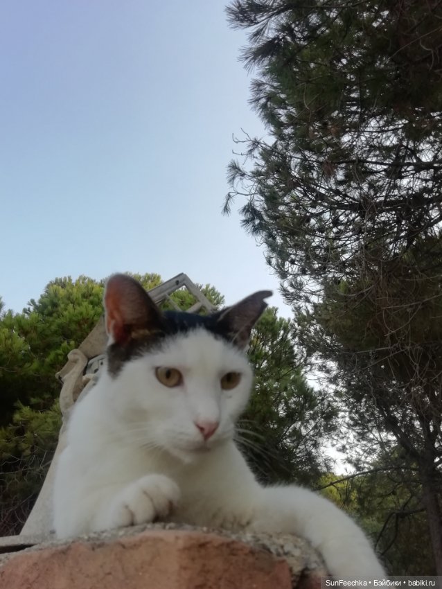 Котиками Алании посвящаю — Туризм и путешествия: фотоотчеты из поездок