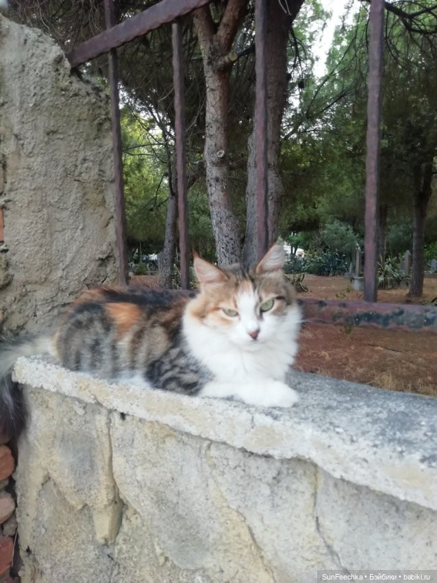 Котиками Алании посвящаю — Туризм и путешествия: фотоотчеты из поездок