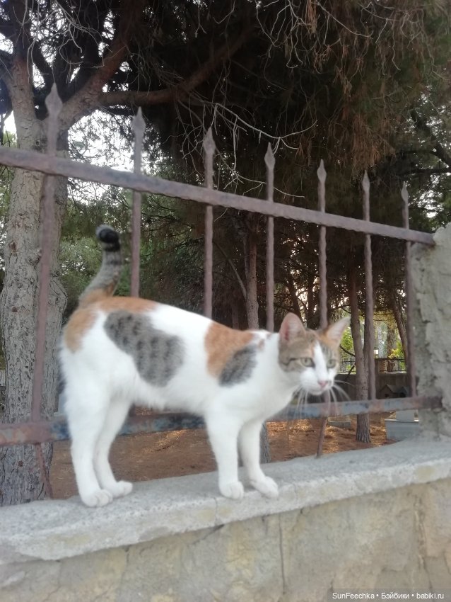 Котиками Алании посвящаю — Туризм и путешествия: фотоотчеты из поездок