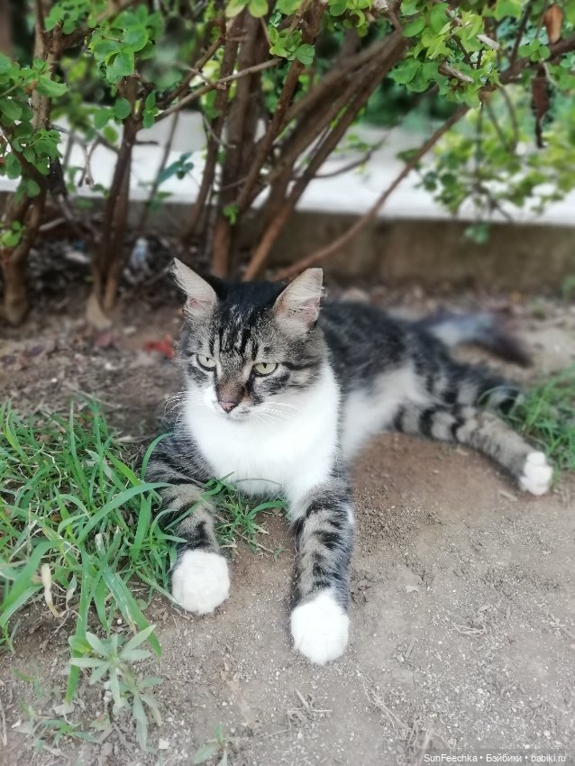 Котиками Алании посвящаю — Туризм и путешествия: фотоотчеты из поездок