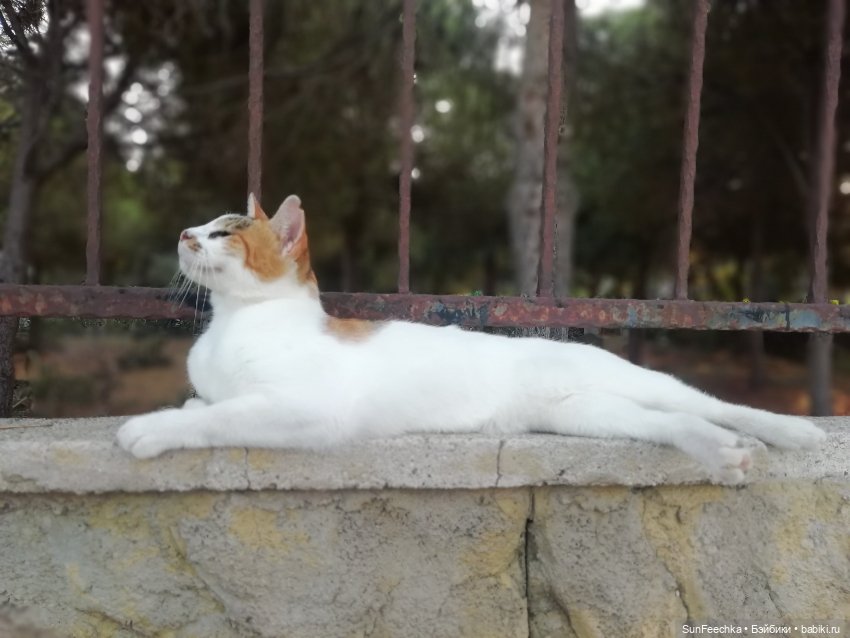 Котиками Алании посвящаю — Туризм и путешествия: фотоотчеты из поездок