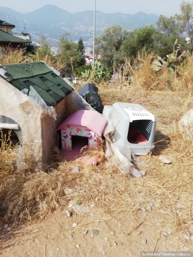 Котиками Алании посвящаю — Туризм и путешествия: фотоотчеты из поездок