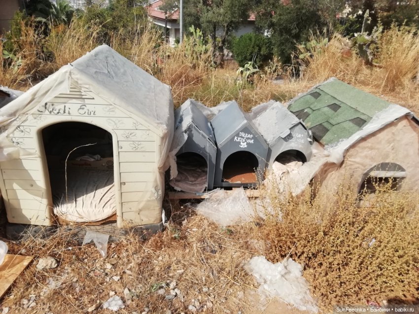 Котиками Алании посвящаю — Туризм и путешествия: фотоотчеты из поездок