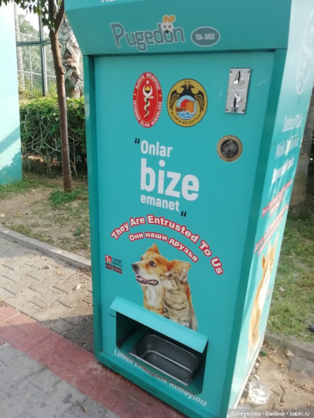 Котиками Алании посвящаю — Туризм и путешествия: фотоотчеты из поездок