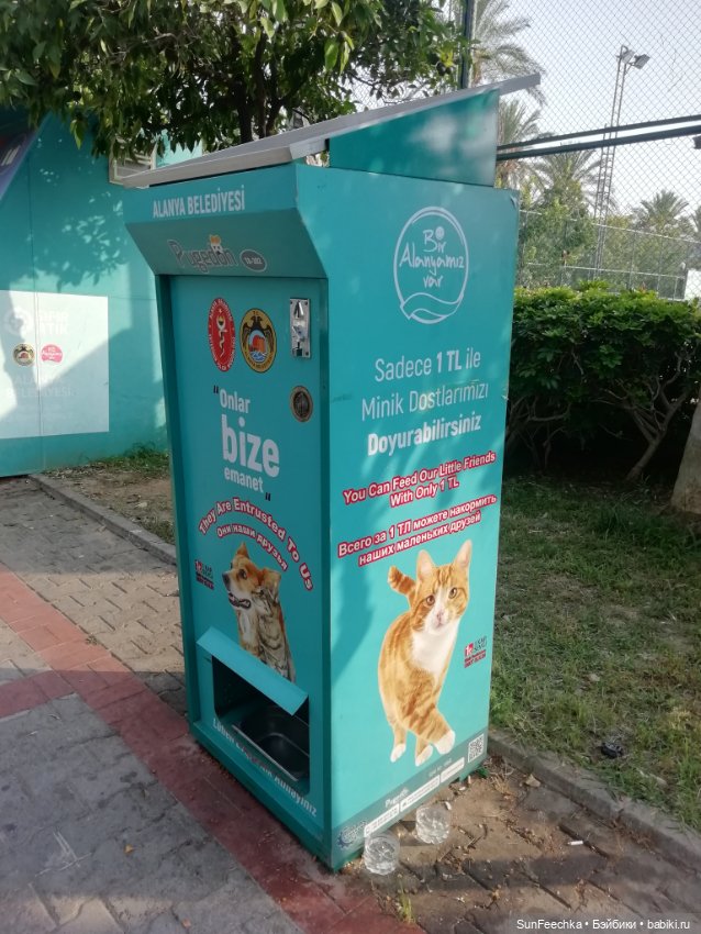 Котиками Алании посвящаю — Туризм и путешествия: фотоотчеты из поездок