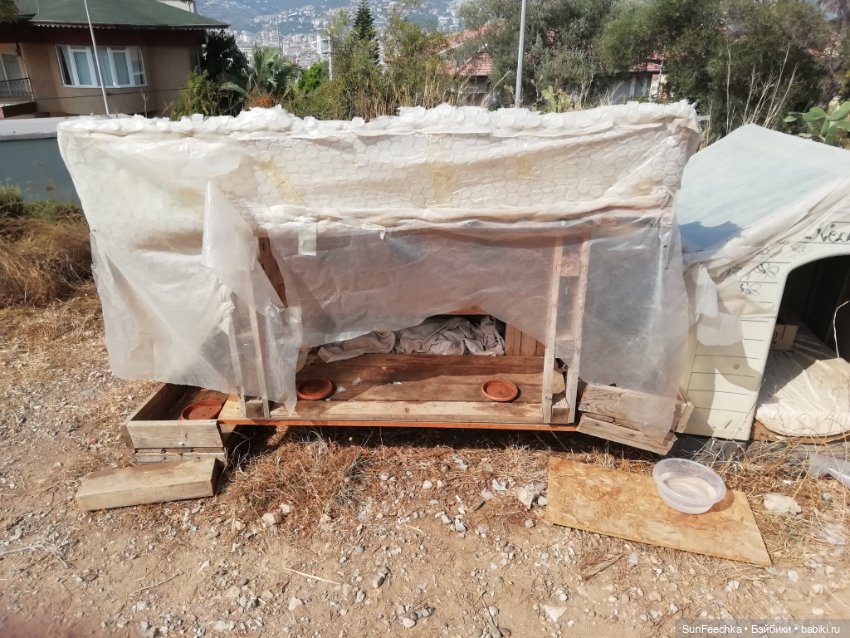 Котиками Алании посвящаю — Туризм и путешествия: фотоотчеты из поездок