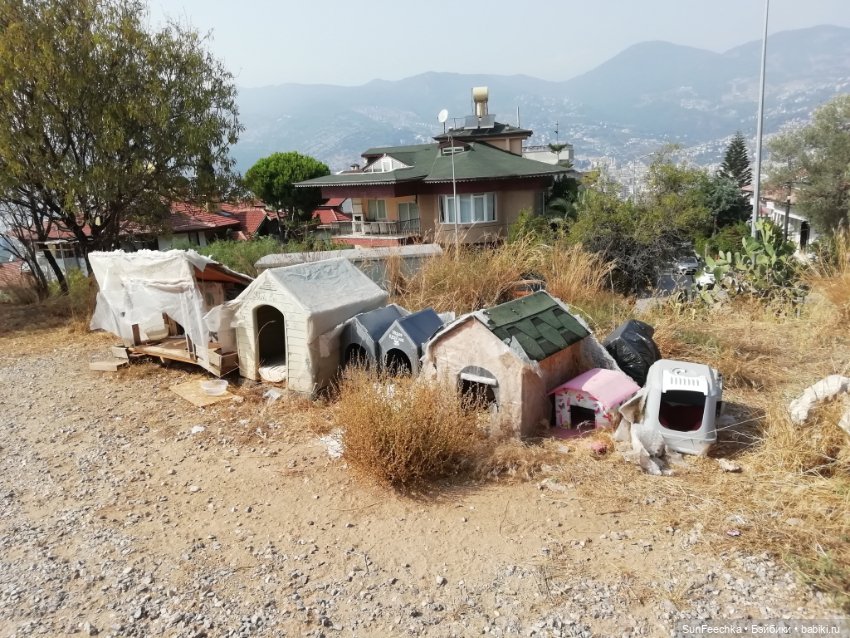 Котиками Алании посвящаю — Туризм и путешествия: фотоотчеты из поездок