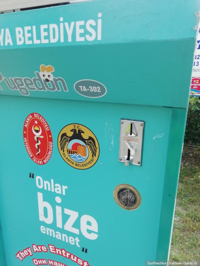 Котиками Алании посвящаю — Туризм и путешествия: фотоотчеты из поездок