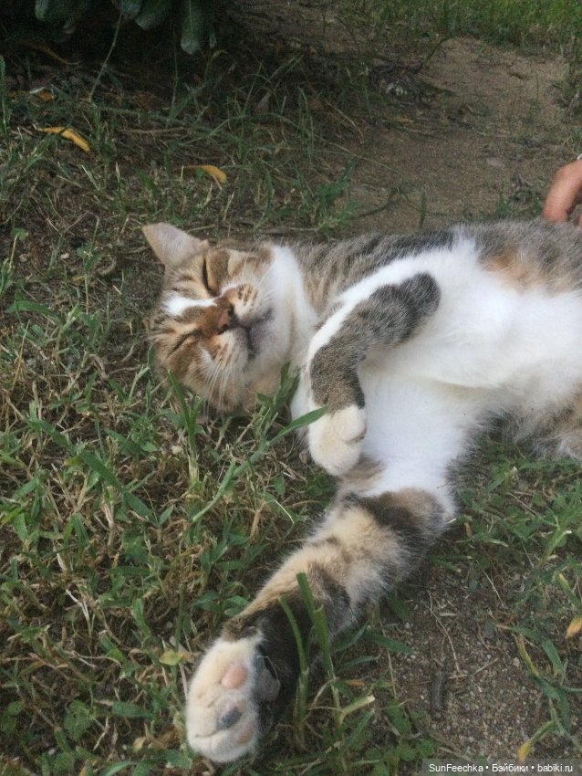 Котиками Алании посвящаю — Туризм и путешествия: фотоотчеты из поездок