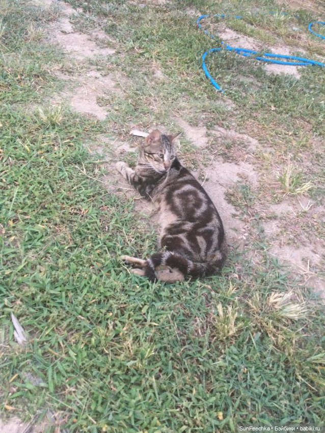 Котиками Алании посвящаю — Туризм и путешествия: фотоотчеты из поездок