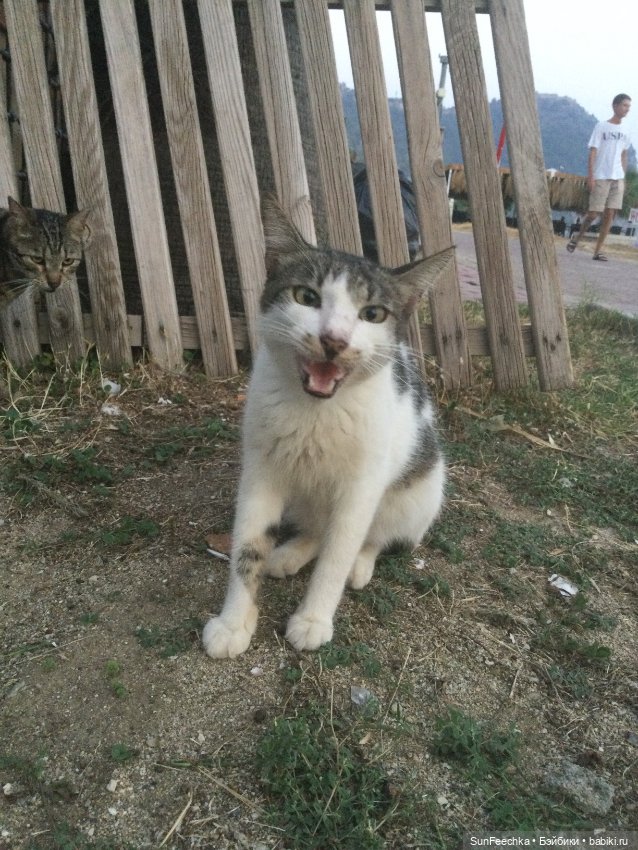 Котиками Алании посвящаю — Туризм и путешествия: фотоотчеты из поездок