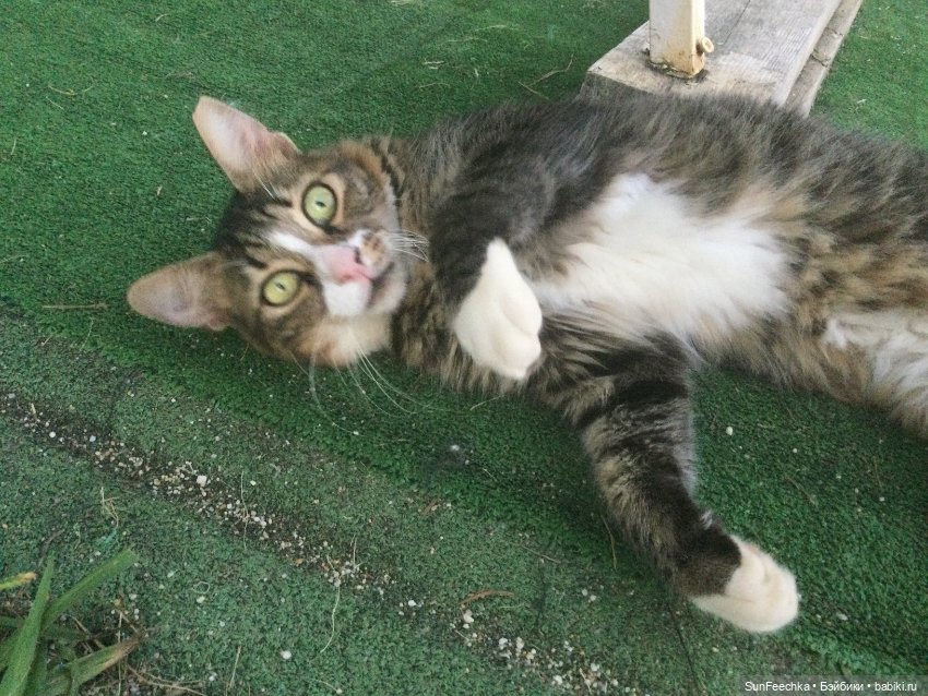 Котиками Алании посвящаю — Туризм и путешествия: фотоотчеты из поездок