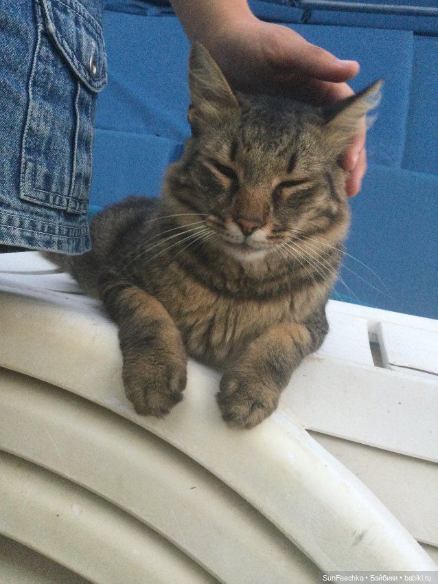 Котиками Алании посвящаю — Туризм и путешествия: фотоотчеты из поездок