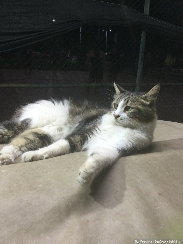 Котиками Алании посвящаю — Туризм и путешествия: фотоотчеты из поездок