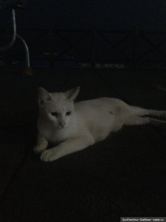 Котиками Алании посвящаю — Туризм и путешествия: фотоотчеты из поездок