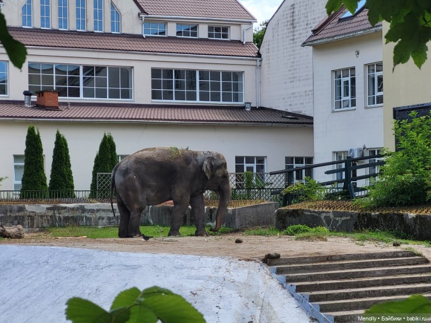 А мы идём...в Зоопарк — Мягкие игровые и текстильные куклы: тряпичные