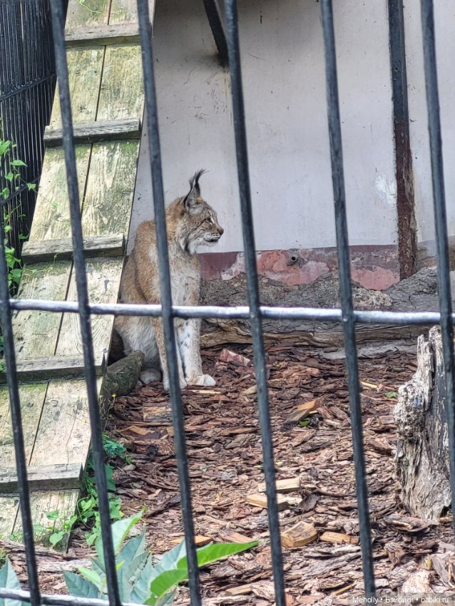 А мы идём...в Зоопарк — Мягкие игровые и текстильные куклы: тряпичные (фото 5)
