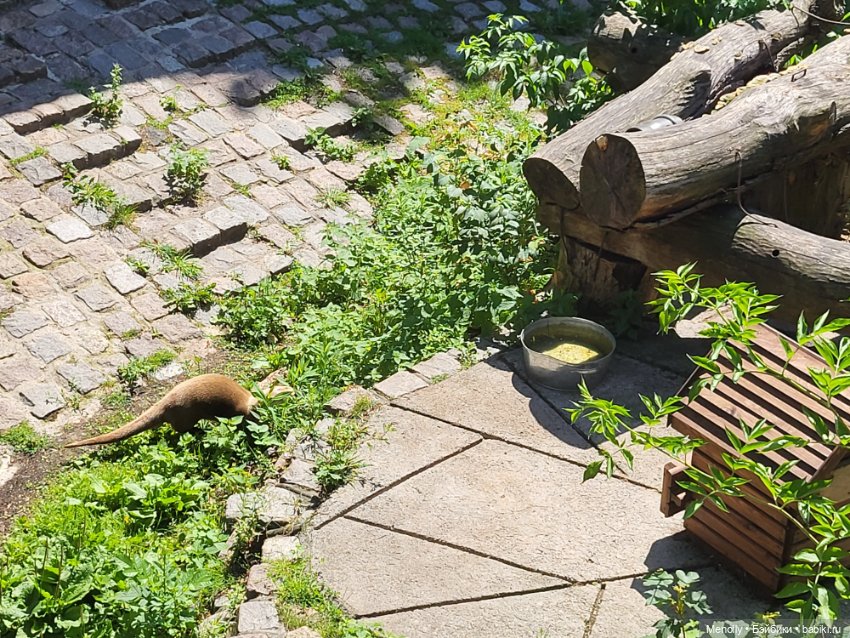 А мы идём...в Зоопарк — Мягкие игровые и текстильные куклы: тряпичные