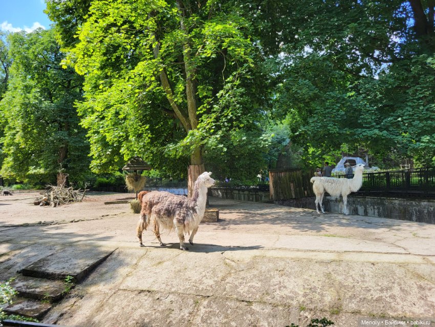 А мы идём...в Зоопарк — Мягкие игровые и текстильные куклы: тряпичные (фото 3)