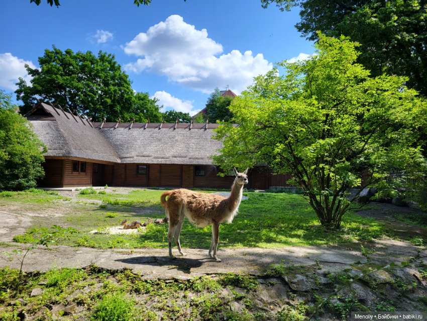 А мы идём...в Зоопарк — Мягкие игровые и текстильные куклы: тряпичные (фото 2)