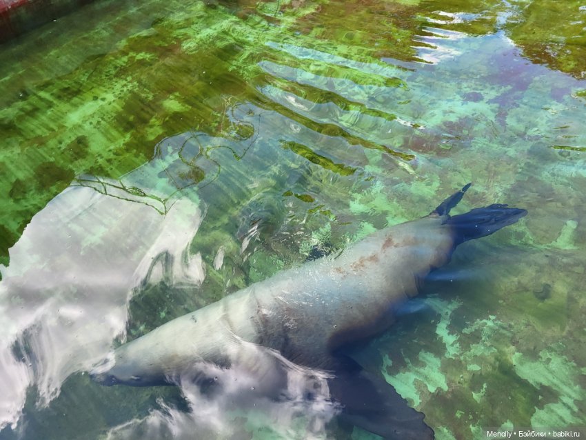 А мы идём...в Зоопарк — Мягкие игровые и текстильные куклы: тряпичные