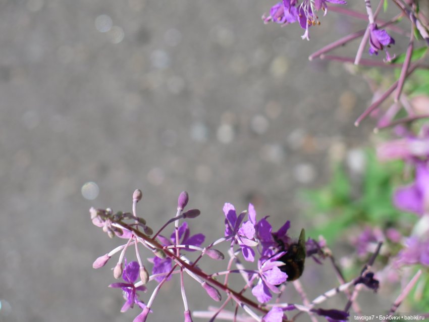 Kidz n Cats minis в Кронштадте (фото 7)