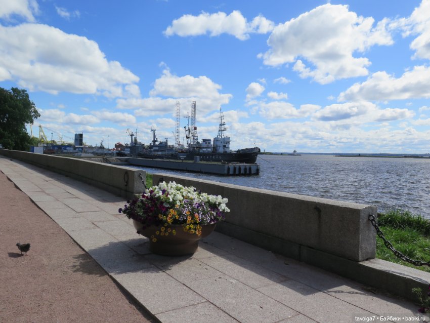 Kidz n Cats minis в Кронштадте