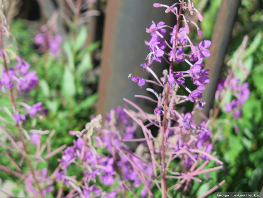 Kidz n Cats minis в Кронштадте (фото 5)