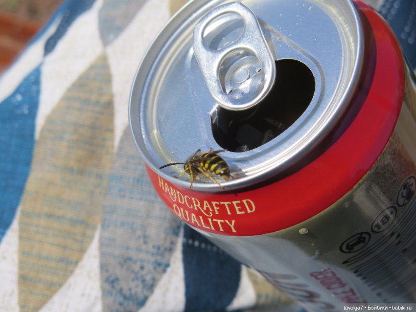 Kidz n Cats minis в Кронштадте (фото 8)