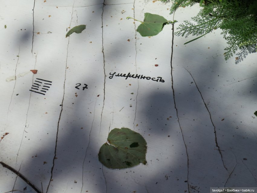 Kidz n Cats minis в Кронштадте