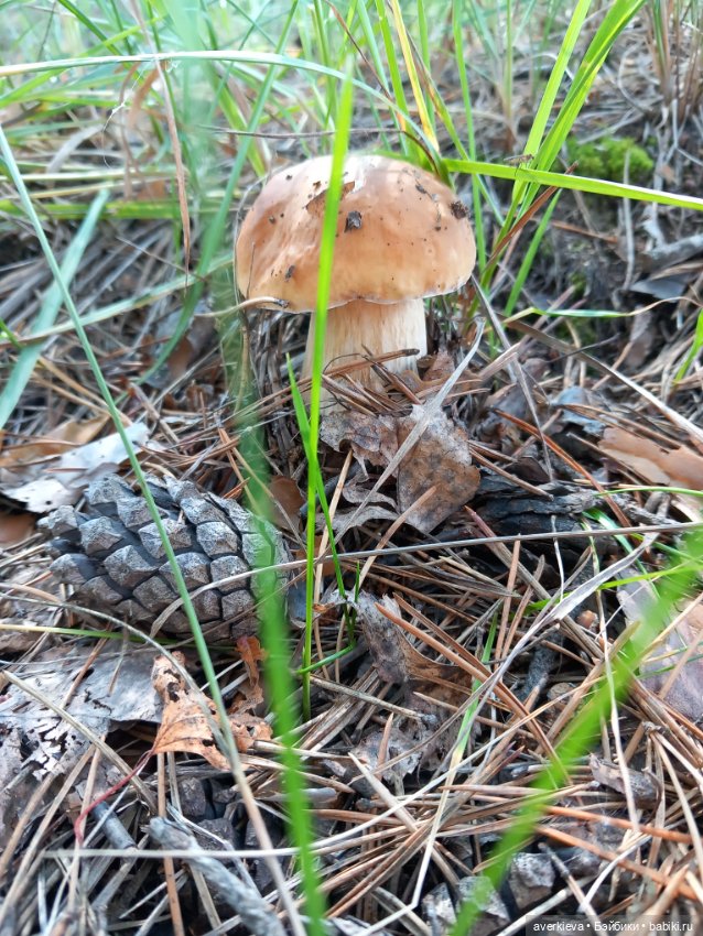 Ну какова красота — Интересные игрушки и фигурки (разное): редкие (фото 10)