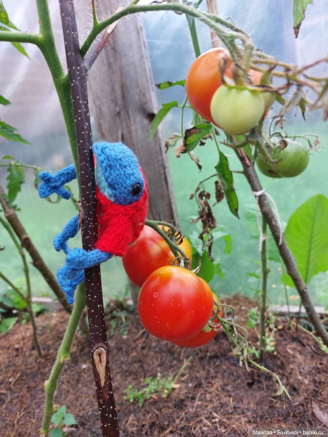 Один день из жизни Квакшена (фото 2)