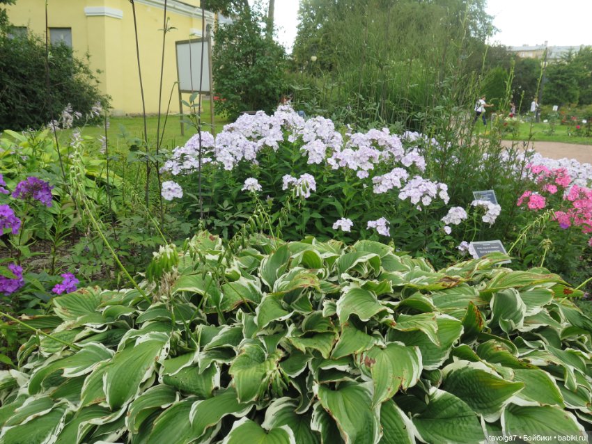 Kidz n Cats minis в Ботсаду Петра Великого