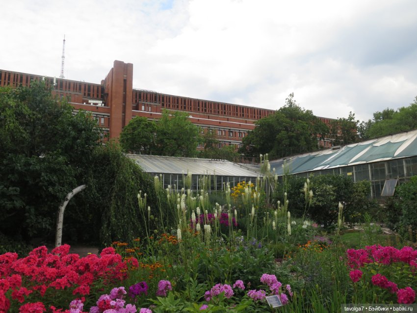 Kidz n Cats minis в Ботсаду Петра Великого