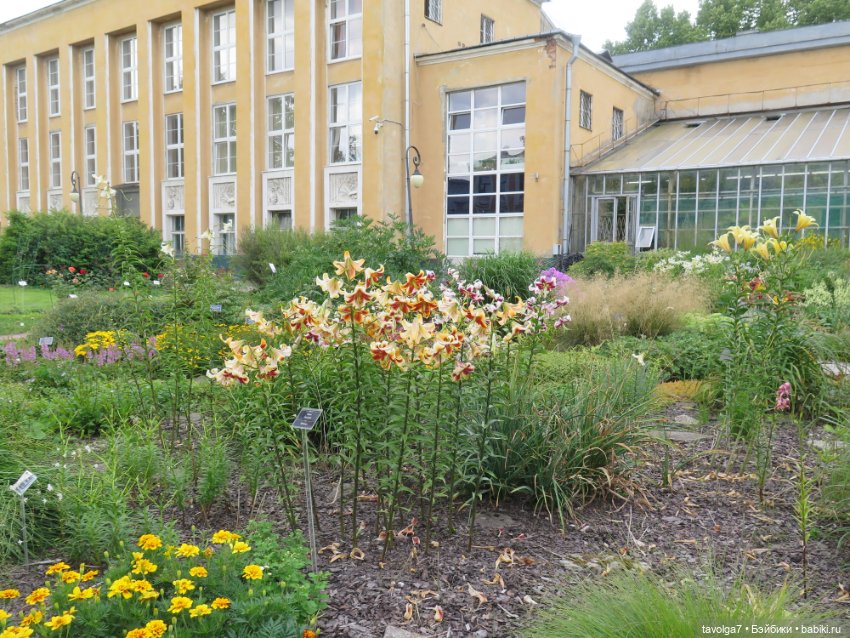 Kidz n Cats minis в Ботсаду Петра Великого