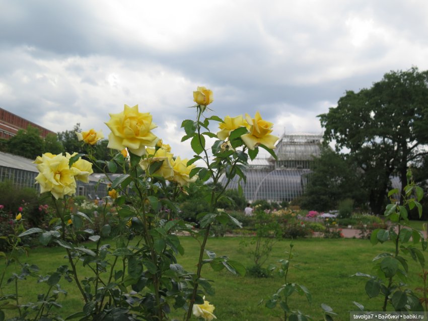 Kidz n Cats minis в Ботсаду Петра Великого