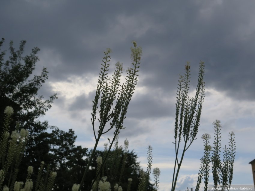 Kidz n Cats minis в Ботсаду Петра Великого