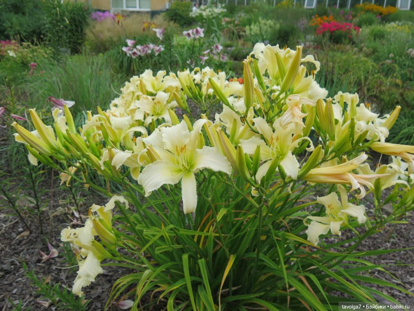 Kidz n Cats minis в Ботсаду Петра Великого