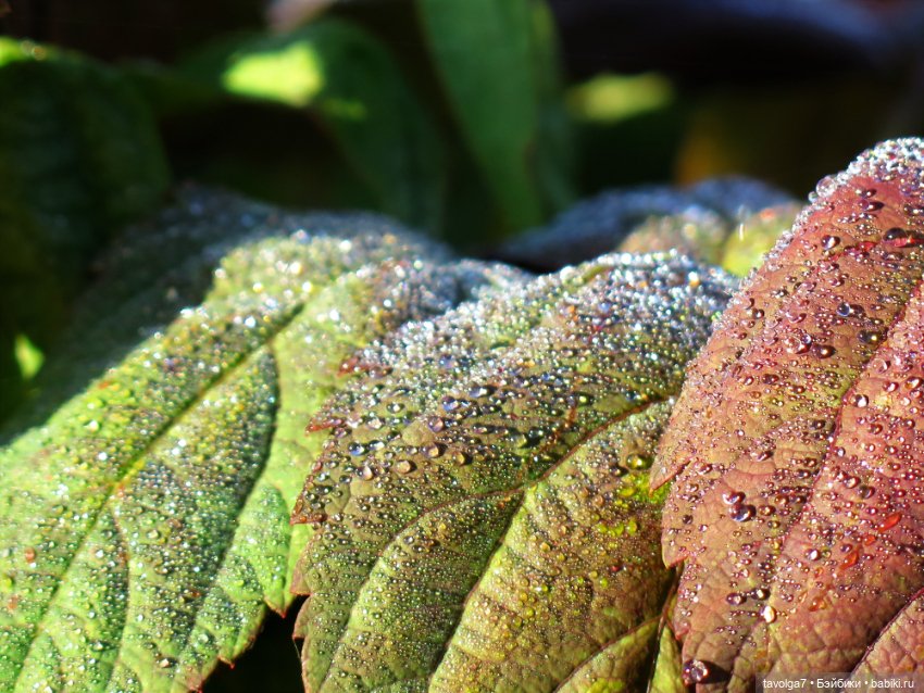 Утро у реки Дюймовочка Аским