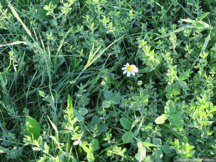 Утро у реки Дюймовочка Аским