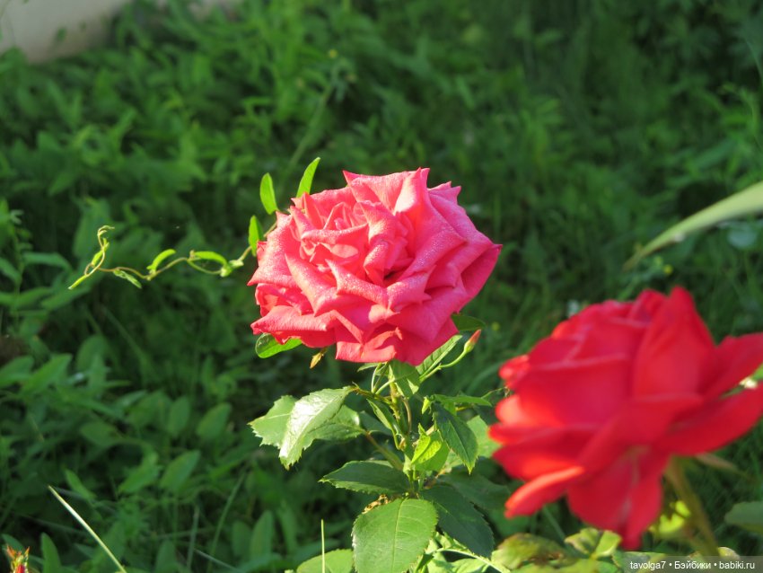 Утро у реки Дюймовочка Аским