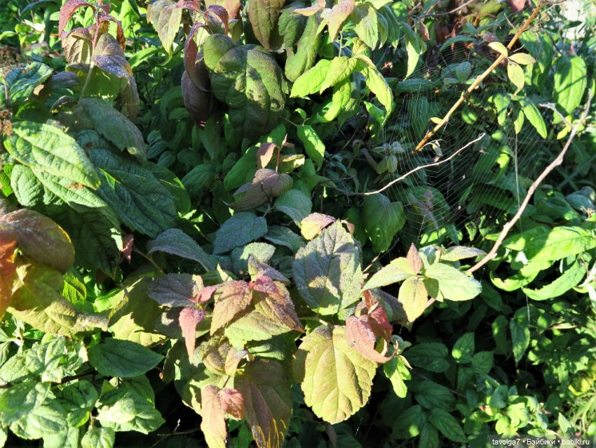 Утро у реки Дюймовочка Аским