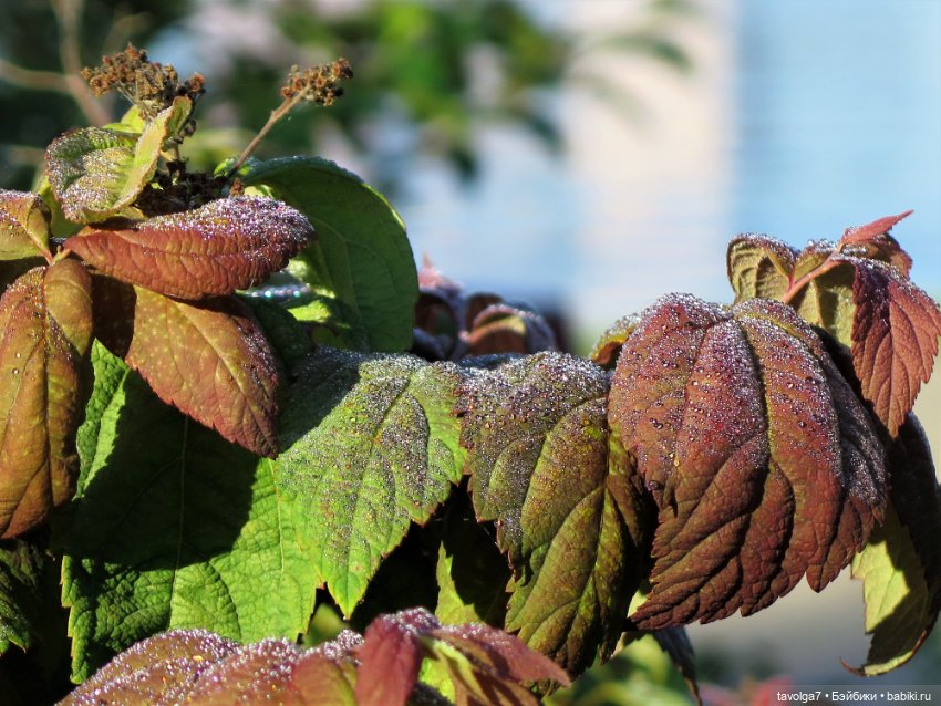 Утро у реки Дюймовочка Аским