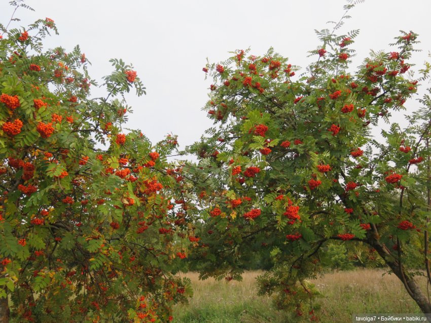 Арина "Огонёк". С корабля на бал