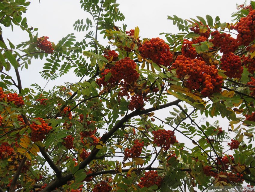 Арина "Огонёк". С корабля на бал