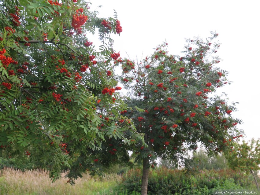 Арина "Огонёк". С корабля на бал (фото 9)