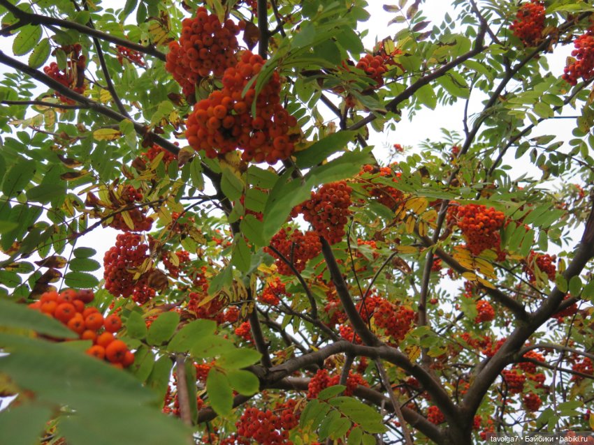 Арина "Огонёк". С корабля на бал