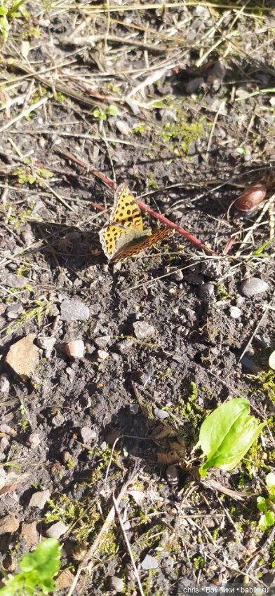 Путешествие кошечки Тайяки